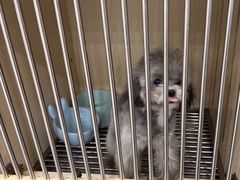 -当汪遇见喵宠物店