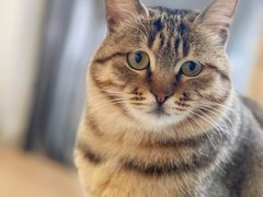 -猫在这儿猫咪咖啡馆·撸猫馆