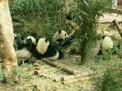 -成都大熊猫繁育研究基地