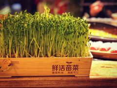 活体盆栽豆苗-蜀大侠火锅(四川北路店)