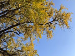 -千年银杏谷文化旅游区