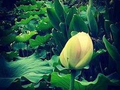 -三圣花乡旅游区