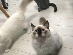 -喵的天空名猫咖啡馆·撸猫·猫舍·用品