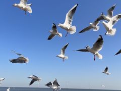 -天津妈祖文化园