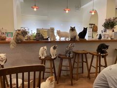 -有猫主题·治愈系猫咖(曾厝垵店)