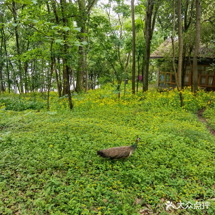 野猴出没，小心！🔥———长寿太极岛