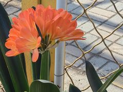 -中环花鸟鱼虫市场