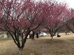 -南湖湿地公园