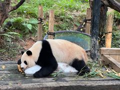-广州长隆野生动物世界