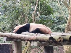 -都江堰中华大熊猫苑