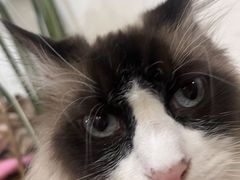 -李小姐の猫咖啡馆(五角场店)