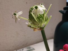 -上上席川菜(凯德乐峰广场店)