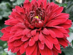 -菊花台公园