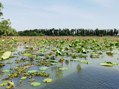 -洪湖生态旅游区