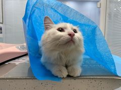 -纳吉亚猫专科动物诊疗中心(蒋宅口分院)