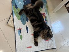 -瑞鹏宠物医院犬猫全科(真大分院)