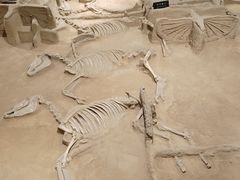 -洛阳周王城天子驾六博物馆