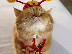 -小放牛炒菜馆(裕华万达店)