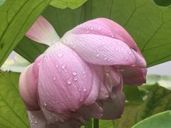 -陈家山荷花公园