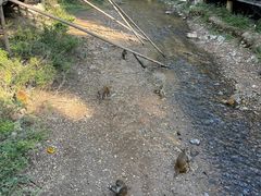 -西双版纳原始森林公园