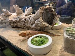 -FAIRYLAND龙族星球主题餐厅(凯丹广场店)