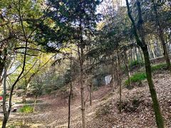 -上海佘山国家森林公园天马山园