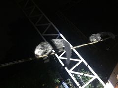 -清迈夜间动物园