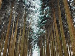 -武陵山森林公园