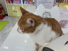 -瑞鹏宠物医院·普外科·影像科·皮肤科(城市山谷分院)