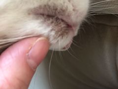 -瑞派·关忠动物医院·异宠专科·犬猫肿瘤·皮肤专科(望京店)