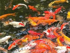 -广州白天鹅宾馆