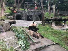 -都江堰中华大熊猫苑