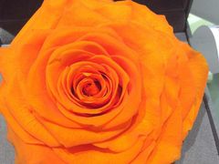 -ROSEONLY诺誓(青岛万象城店)