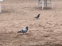-青岛第三海水浴场