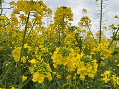 -中国天府农业博览园