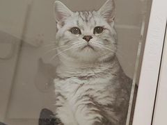 -喵zoo家庭繁育猫舍(尖东智能花园店)