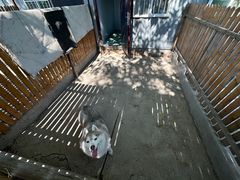 -宠物寄养训练学校