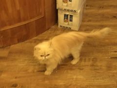 -猫色咖啡·猫咖