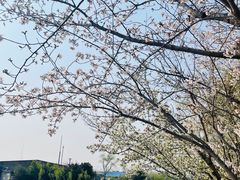 -高东镇樱花园