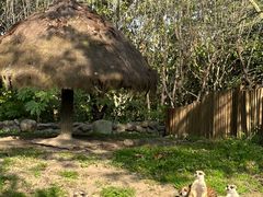 -上海野生动物园