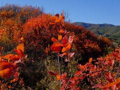 -北京西山国家森林公园