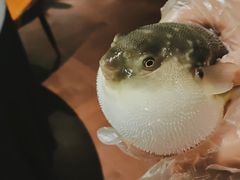 -肆月河豚·淮扬菜·湘菜(华天店)