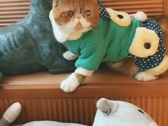 -芭比堂动物医院·犬猫全科·异宠专科(雁塔分院)