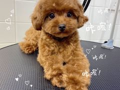 -Oh My Dog宠物沙龙(伊珊娜皮毛护理店)