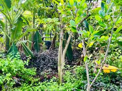 -呀路古热带植物园
