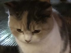 -吉丁鸟咖·异宠·寄养