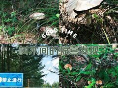 -塞罕坝国家级自然保护区