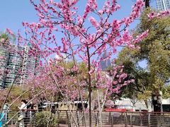 -西北湖绿化广场