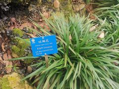 -中国科学院西双版纳热带植物园