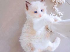 -十年猫舍·猫咪专门店(普陀店)